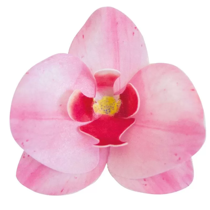 Cerf Dellier Orchidees Roses Azyme (X10) Outlet